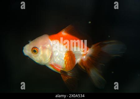 Pesce Koi (Cyprinus rubrofuscus) isolato su sfondo nero con percorso di ritaglio Foto Stock