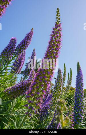 Alti fiori viola Pride of Madeira fioriscono sotto il cielo azzurro. Foto Stock