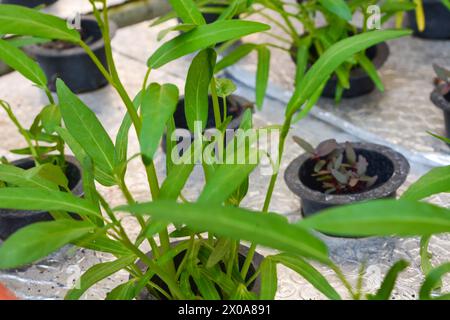 Verdure di cavolo verde con metodo di coltivazione idroponico. Applicazione dell'agricoltura moderna nelle aree urbane Foto Stock