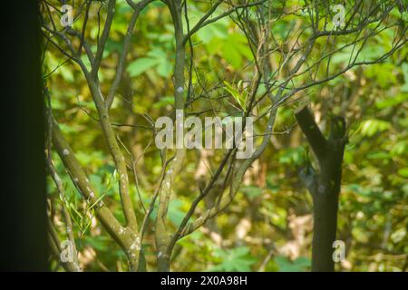 La calce kaffir verde sullo stelo è verde macinato Foto Stock