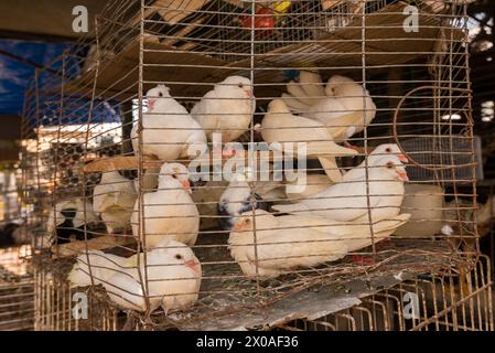 I piccioni bianchi nella gabbia al mercato Ver o peso a Belem, in Brasile Foto Stock