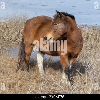 Uno dei famosi pony selvatici, Assateague Island National Seashore, Maryland Foto Stock