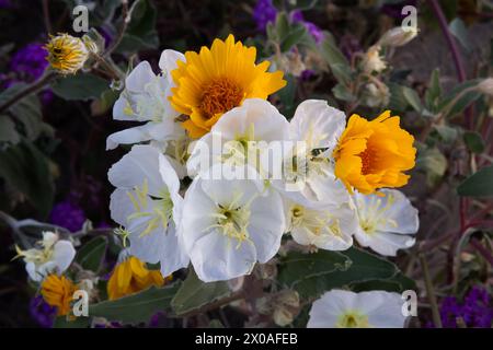 Serata di Primrose e Girasole del deserto, Parco nazionale del deserto di Anza-Borrego, California Foto Stock