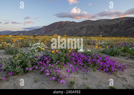 Campo in fiore di Desert Sand Verbena, Primrose serale delle dune e fiori di girasole del deserto, Parco statale del deserto di Anza-Borrego, California Foto Stock