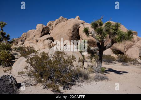 Joshua Tree (Yucca brevifolia) e cespuglio creosoto (Larrea tridentata) nella zona di Split Rock, Joshua Tree National Park, California Foto Stock