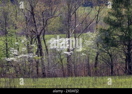 Fila di alberi retroilluminati al mattino, Cades Cove, Great Smoky Mountains National Park, Tennessee Foto Stock