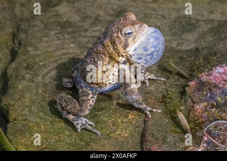 Rospo americano maschile (Anaxyrus americanus} in uno stagno poco profondo che chiama con il suo sacco vocale gonfiato in primavera, Mt Cuba Center, Delaware Foto Stock