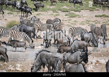 Grandi mandrie di GNU e Zebra sono riunite in una pozza d'acqua poco profonda. Girato durante il safari nel Parco Nazionale di Etosha, Namibia, Africa. Foto Stock