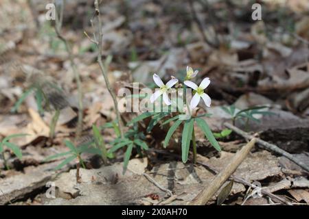 Due fiori selvatici di mostarda fioriscono al sole presso la diga numero 4 Woods a Park Ridge, Illinois Foto Stock