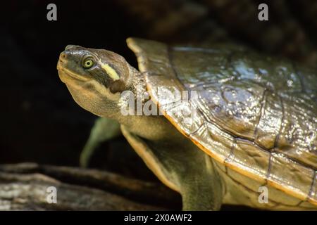 La tartaruga di Mary River è una specie in via di estinzione di tartaruga dal collo corto della famiglia Chelidae. La specie è endemica del fiume Mary nel sud-est di Q Foto Stock