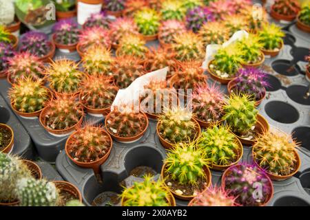 Piccoli cactus decorativi in piccoli vasi. Attività di giardinaggio verde per il mercato delle piante domestiche Foto Stock