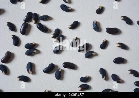 Semi di fagioli neri su sfondo bianco. Foto Stock