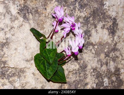 Fiori del ciclamino persiano (ciclamino persicum) in una parete di roccia verticale, Cipro Foto Stock