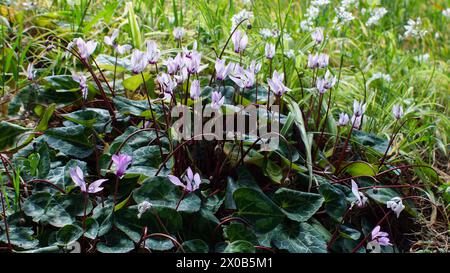 Ciclamino persiano (Cyclamen persicum) in piena fioritura, Cipro Foto Stock