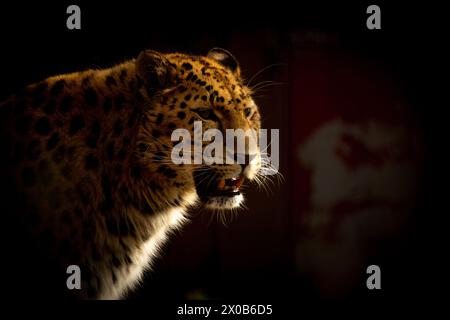 Ritratto del leopardo maschile dal veloce Oriente in uno zoo Foto Stock
