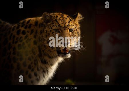 Ritratto del leopardo maschile dal veloce Oriente in uno zoo Foto Stock