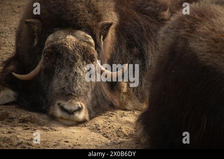 Ritratto del bue muschiato in natura. Bue di muschio steso sulla sabbia Foto Stock