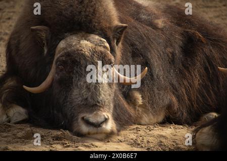 Ritratto del bue muschiato in natura. Bue di muschio steso sulla sabbia Foto Stock