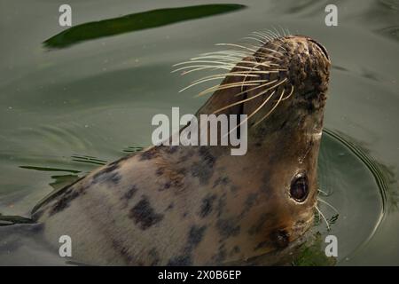 Foca grigia (Halichoerus grypus) che si affiora al sole Foto Stock