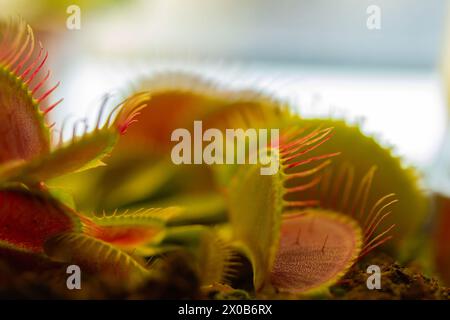 Dionaea muscipula , nota come flytrap, in primo piano. Foto Stock