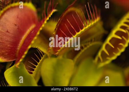 Da vicino le foglie del flytrap di Venere, Dionaea muscipula, pianta carnivora subtropicale Foto Stock