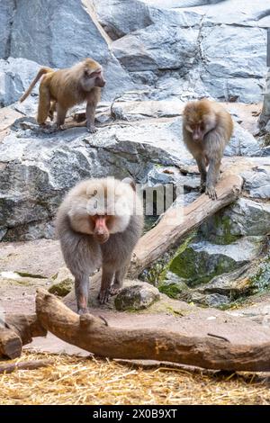 Una truppa di babbuini si sta impegnando in varie attività su un recinto roccioso con uno prominente in primo piano. Zoo di Skansen, Stoccolma, Svezia Foto Stock