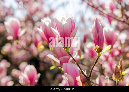 primo piano di fiori rosa dell'albero magnolia in fiore alla luce del mattino. splendido sfondo naturale Foto Stock