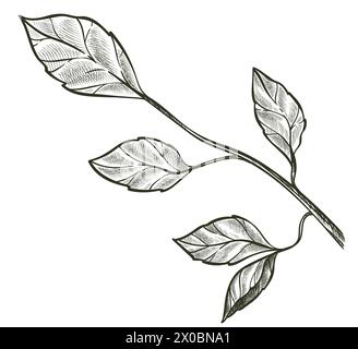 Rametto con foglie, rametto decorativo con fogliame Illustrazione Vettoriale