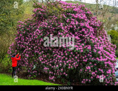 Ambleside, Regno Unito. 10 aprile 2024. Meteo nel Regno Unito. Ambleside, Lake District, Cumbria, Inghilterra. Jude Wilkinson si prende un momento per apprezzare il profumo e le colorate fioriture di un enorme rododendro rosa fiorito nella panoramica Ambleside nel Lake District, Cumbria. Crediti immagine: phil wilkinson/Alamy Live News Foto Stock