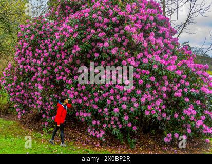 Ambleside, Regno Unito. 10 aprile 2024. Meteo nel Regno Unito. Ambleside, Lake District, Cumbria, Inghilterra. Jude Wilkinson si prende un momento per apprezzare il profumo e le colorate fioriture di un enorme rododendro rosa fiorito nella panoramica Ambleside nel Lake District, Cumbria. Crediti immagine: phil wilkinson/Alamy Live News Foto Stock