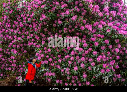 Ambleside, Regno Unito. 10 aprile 2024. Meteo nel Regno Unito. Ambleside, Lake District, Cumbria, Inghilterra. Jude Wilkinson si prende un momento per apprezzare il profumo e le colorate fioriture di un enorme rododendro rosa fiorito nella panoramica Ambleside nel Lake District, Cumbria. Crediti immagine: phil wilkinson/Alamy Live News Foto Stock