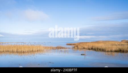 Paesaggio autunnale con canne asciutte in un mare. Canne dorate sulla riva del mare contro il cielo blu. Foto Stock