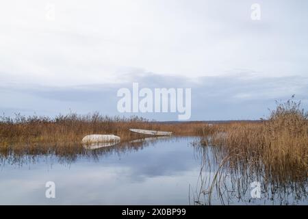 Paesaggio autunnale con canne asciutte e barche bianche. Canne in riva al mare contro il cielo nuvoloso. Foto Stock