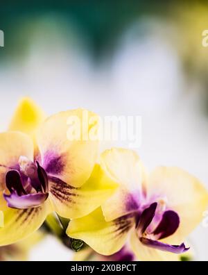 Un'interpretazione creativa di una disposizione di orchidee gialle in uno spettacolo di fiori del villaggio. Foto Stock