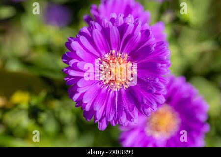 Fiore di un aster (Aster novae-angliae) in piena fioritura alla luce del sole con sfondo sfocato Foto Stock