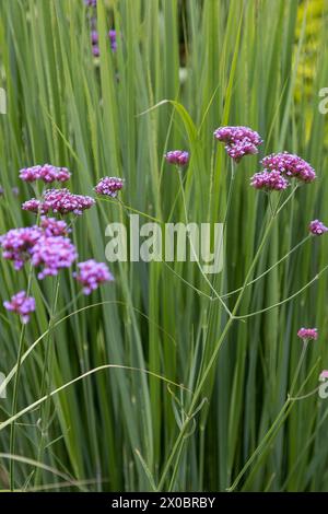 Primo piano di fiori della verbena della Patagonia (verbena bonariensis) con lunghe lame d'erba sullo sfondo Foto Stock