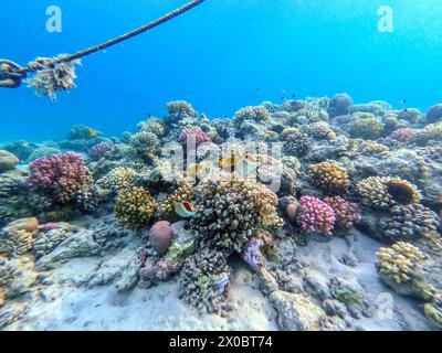 Pesce farfalla tropicale eritreo o pesce farfalla corona noto come Chaetodon paucifasciatus sott'acqua presso la barriera corallina. Vita subacquea della barriera corallina con Co Foto Stock