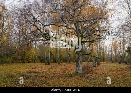 Una vecchia betulla d'argento in autunno, betula pendula. Betulla d'argento (Betula pedula) ricoperta di licheni crostosi e muschi che crescono sui rami. Bosco in una Foto Stock