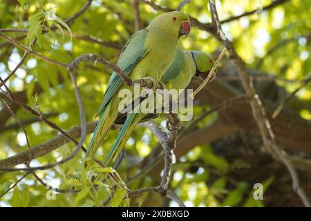 Illustrazione di un paio di pappagalli verdi, noti come il parrocchetto di alessandrina, appesi a un ramo d'albero nella periferia del villaggio di Ajmer, Rajahstan, India, il 10 aprile 2024. Il parrocchetto alessandrino, scientificamente indicato come Psittacula eupatria e comunemente noto come pappagallo alessandrino, è un membro di dimensioni moderate del genere Psittacula all'interno della famiglia Psittaculidae. Originario dell'Asia meridionale e del sud-est asiatico, deve il suo nome ad Alessandro Magno. Questa designazione deriva dal tentativo di Alessandro di portare numerosi uccelli dal Punjab in diverse parti d'Europa e nel Mediterran Foto Stock