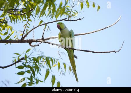 Illustrazione di un pappagallo verde, noto come il parrocchetto di alessandrina, appeso a un ramo d'albero nella periferia del villaggio di Ajmer, Rajahstan, India, il 10 aprile 2024. Il parrocchetto alessandrino, scientificamente indicato come Psittacula eupatria e comunemente noto come pappagallo alessandrino, è un membro di dimensioni moderate del genere Psittacula all'interno della famiglia Psittaculidae. Originario dell'Asia meridionale e del sud-est asiatico, deve il suo nome ad Alessandro Magno. Questa designazione deriva dal tentativo di Alessandro di portare numerosi uccelli dal Punjab in diverse parti d'Europa e nel Mediterraneo, dove Foto Stock