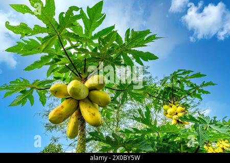 Papaya dorata. E' di colore giallo o dorato ed e' famoso per il suo gusto delizioso. Foto Stock