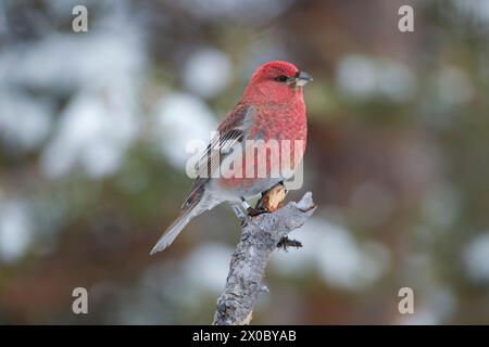 Becco grosbeak di pino (Pinicola enucleator) arroccato su un piccolo ramo rotto tra pini, che mostra dettagli di piumaggio in luce soffusa. Foresta boreale i Foto Stock