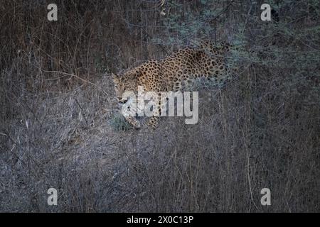Leopardo indiano (Panthera pardus fusca) camminando attraverso il boschetto della Jhalana Leopard Reserve nel Rajasthan, India Foto Stock