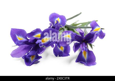 Splendidi fiori di Iris viola con gocce d'acqua isolate su bianco Foto Stock