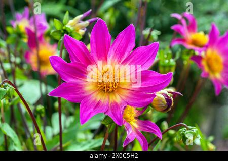 Primo piano di Dahlia Bright Eyes, una dahlia singola viola/rosa e giallo cremoso, che è una dahlia estiva fiorita semi-resistente, gelida tenera perenne decidua Foto Stock