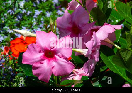 Sydney Australia, fiori rosa di una mandevilla al sole Foto Stock