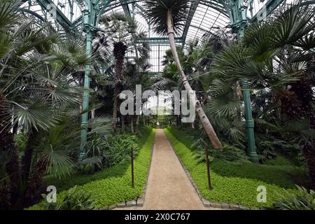 Bruxelles, Belgio. 11 aprile 2024. Una visita stampa alle serre del castello reale di Laken/Laeken, Bruxelles, giovedì 11 aprile 2024, prima dell'apertura al pubblico. Le serre possono essere visitate dal 26 aprile al 20 maggio. BELGA PHOTO ERIC LALMAND credito: Belga News Agency/Alamy Live News Foto Stock