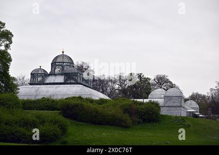 Bruxelles, Belgio. 11 aprile 2024. Le serre del castello reale di Laken/Laeken, Bruxelles, sono aperte per una visita stampa giovedì 11 aprile 2024, prima dell'apertura al pubblico. Le serre possono essere visitate dal 26 aprile al 20 maggio. BELGA PHOTO ERIC LALMAND credito: Belga News Agency/Alamy Live News Foto Stock