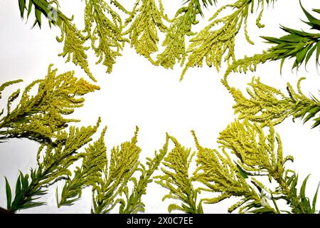 Trama creata da infiorescenze di fiori gialli disposte in cerchio su bianco. Foto Stock