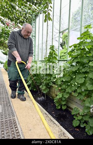 Bruxelles, Belgio. 11 aprile 2024. Le serre del castello reale di Laken/Laeken, Bruxelles, danno il benvenuto alla stampa per una visita giovedì 11 aprile 2024, prima dell'apertura al pubblico. Le serre possono essere visitate dal 26 aprile al 20 maggio. BELGA PHOTO ERIC LALMAND credito: Belga News Agency/Alamy Live News Foto Stock